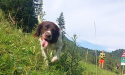 Die Spürhunde haben eine wichtige Aufgabe.
