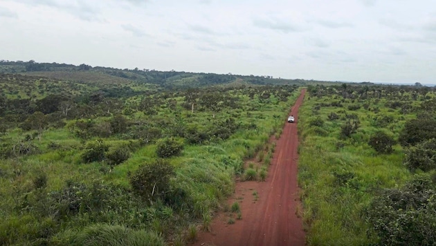 In diesem Gebiet im Kongo entsteht ein 30.000 Hektar großer Wald, der zig Tonnen CO2 schlucken ...