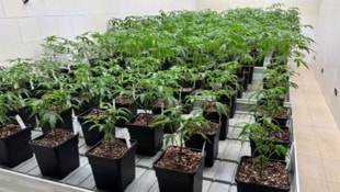 Im Hanf-Fachgeschäft werden unzählige Produkte rund um das Thema Cannabis angeboten.