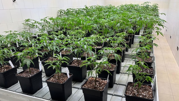 Im Hanf-Fachgeschäft werden unzählige Produkte rund um das Thema Cannabis angeboten.