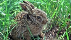 Kaninchen können geimpft werden, Wildtiere sind der neuen Virusform jedoch schutzlos ...