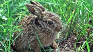 Kaninchen können geimpft werden, Wildtiere sind der neuen Virusform jedoch schutzlos ...