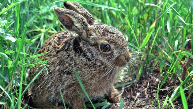 Kaninchen können geimpft werden, Wildtiere sind der neuen Virusform jedoch schutzlos ...