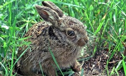 Kaninchen können geimpft werden, Wildtiere sind der neuen Virusform jedoch schutzlos ...