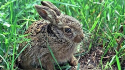 Kaninchen können geimpft werden, Wildtiere sind der neuen Virusform jedoch schutzlos ...