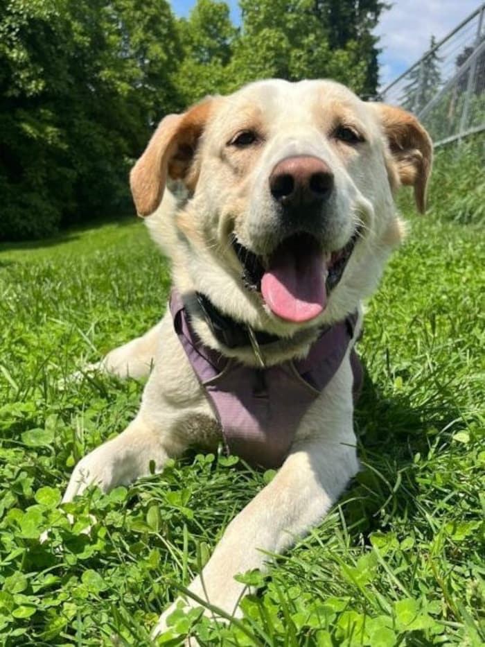 Buddy liebt es, zu lernen und zu trainieren