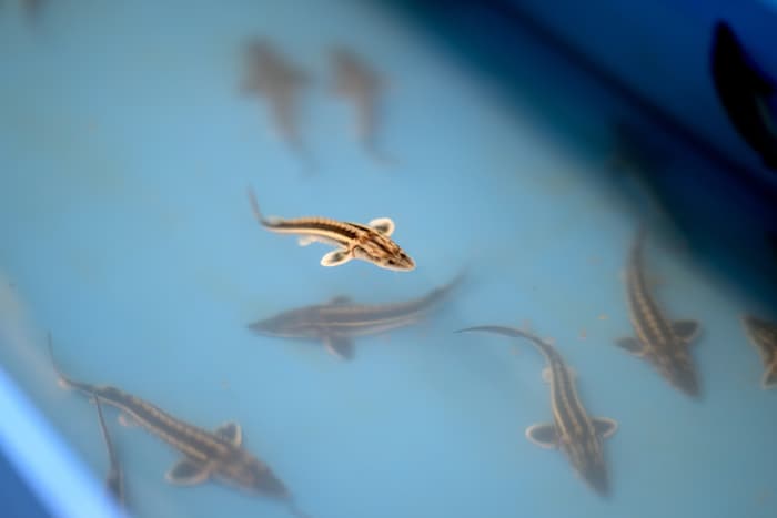 Baby-Störe im Becken: Alleine für die Erlangung der Geschlechtsreife brauchen die Tiere 15 bis ...