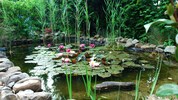 Ein Teich ist Oase und Ruhepol im Garten! Die Wasserbewohner eines privaten Teichs in ...