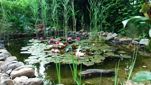 Ein Teich ist Oase und Ruhepol im Garten! Die Wasserbewohner eines privaten Teichs in ...