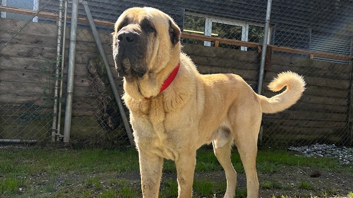 Django treuherziger Kangal.