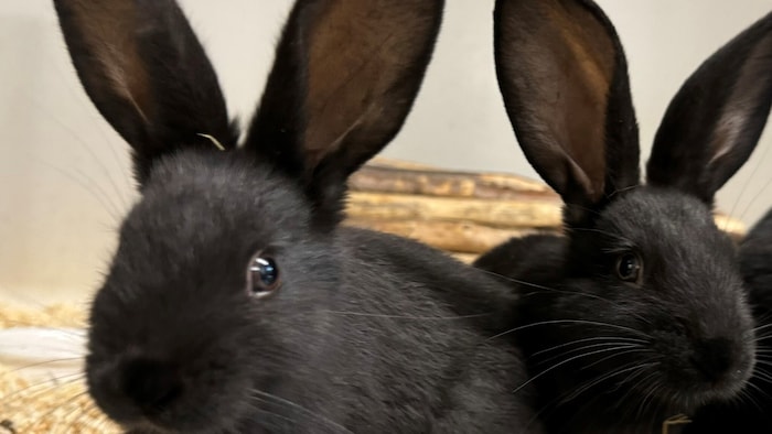 Die Geschwisterkaninchen Cedric & Cassio