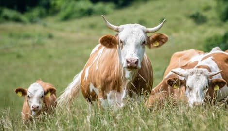 Die Tiere grasten auf einer ausgeschilderten Weide (Symbolfoto).
