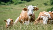 Die Tiere grasten auf einer ausgeschilderten Weide (Symbolfoto).