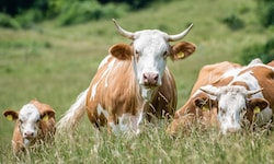 Die Tiere grasten auf einer ausgeschilderten Weide (Symbolfoto).