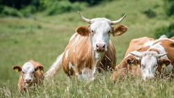 Die Tiere grasten auf einer ausgeschilderten Weide (Symbolfoto).
