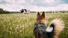 Mit dem richtigen Verhalten lassen sich die meisten Konflikte mit Weidevieh vermeiden. Es ...