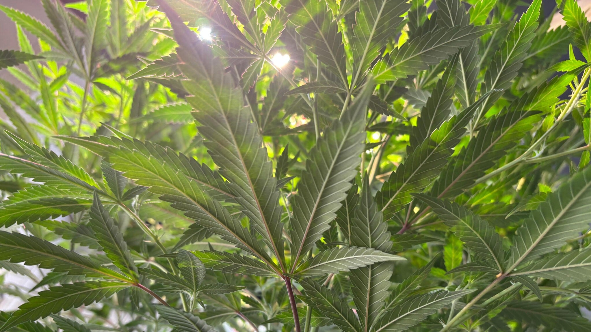 41-Jähriger in Haft - Cannabis-Plantage in Wohnung aufgeflogen