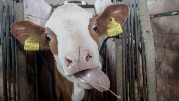 Im Labor können gezielt Milchkühe gezüchtet werden.