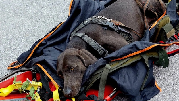 Die Bergrettung Bad Gastein barg den verletzten Weimaraner in steilem Gelände und brachte ihn ...