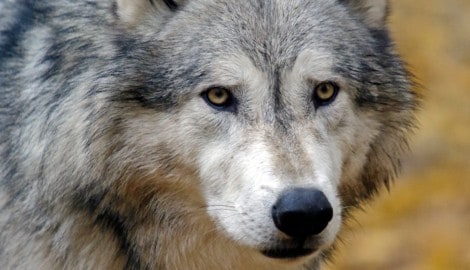 So nah wird man Meister Isegrim nicht kommen, da sie menschenscheu sind. Ausnahme ist das ...