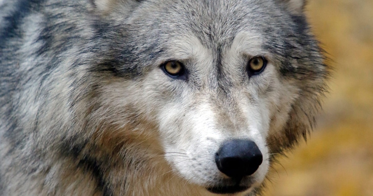Wqar Rind War es ein Wolf? - Rind auf Vorarlberger Alpe gerissen | krone.at