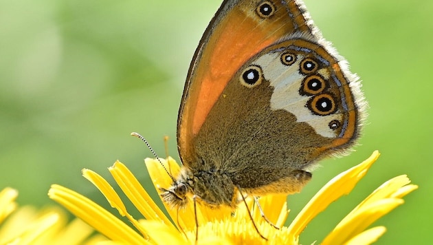 Das Weißbindige Wiesenvögelchen.
