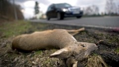 Nachdem er bei einem Wildunfall nicht stehen blieb, geriet ein 27-Jähriger ins Visier der ...