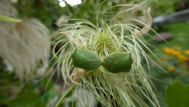 Die Grüne Reiswanze wird mittlerweile in Vorarlberg regelmäßig gesichtet.