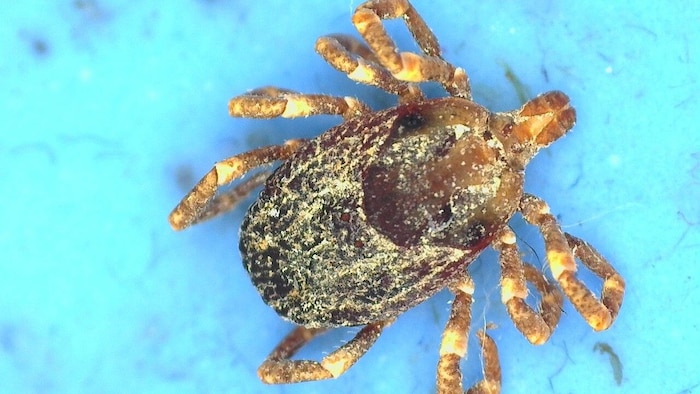 Hyalomma-Zecke: Die eingeschleppte Art kann Krankheiten übertragen.