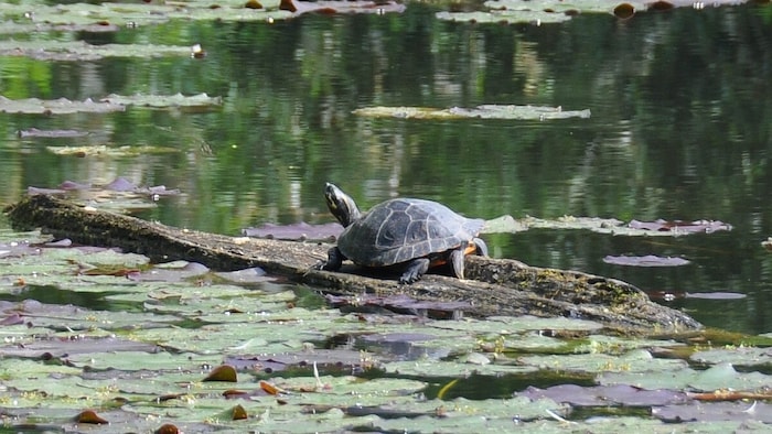 Schmuckschildkröten sind insbesondere am Alten Rhein häufig zu beobachten.