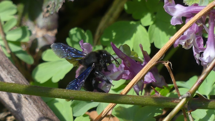 Die Blaue Holzbiene, zu erkennen an den blauen Flügeln.
