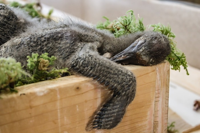 Da die Vögel auf ihrer Futtersuche immer wieder in andere Gebiete fliegen, kommt es zu ...