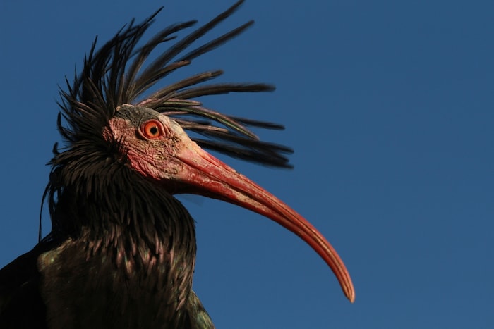 In Andalusien hält sich ein Teil der dortigen Population fast ausschließlich auf einem großen ...