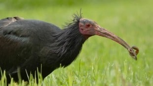 Der streng geschützte Vogel suchte gerade nach Insekten, als ihn beim Abflug ein Golfball traf ...