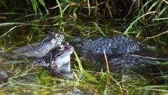 Ein 61-Jähriger soll beim Tiroler See Amphibien-Laich gefährdet haben.