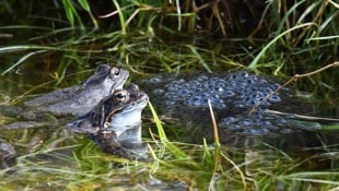 Ein 61-Jähriger soll beim Tiroler See Amphibien-Laich gefährdet haben.