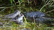 Ein 61-Jähriger soll beim Tiroler See Amphibien-Laich gefährdet haben.