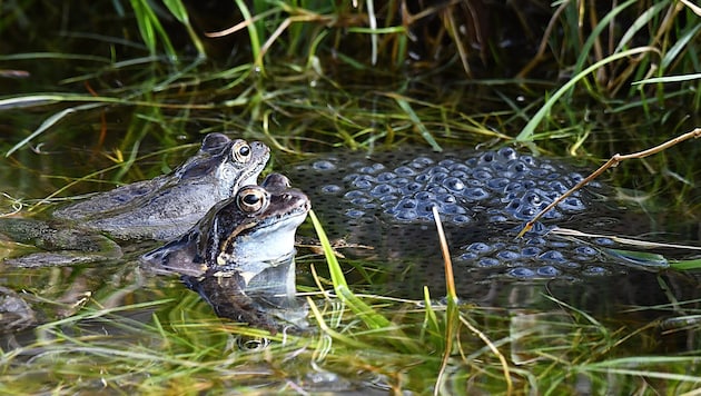 Ein 61-Jähriger soll beim Tiroler See Amphibien-Laich gefährdet haben.