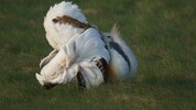 Besonders in der Balz ist der Großtrapphahn eine Augenweide. Da verwandelt er sich nämlich in ...