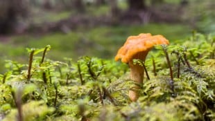 Eierschwammerln gedeihen derzeit nur ganz selten.