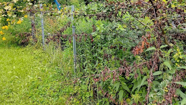 Ein stark befallener Weißdorn