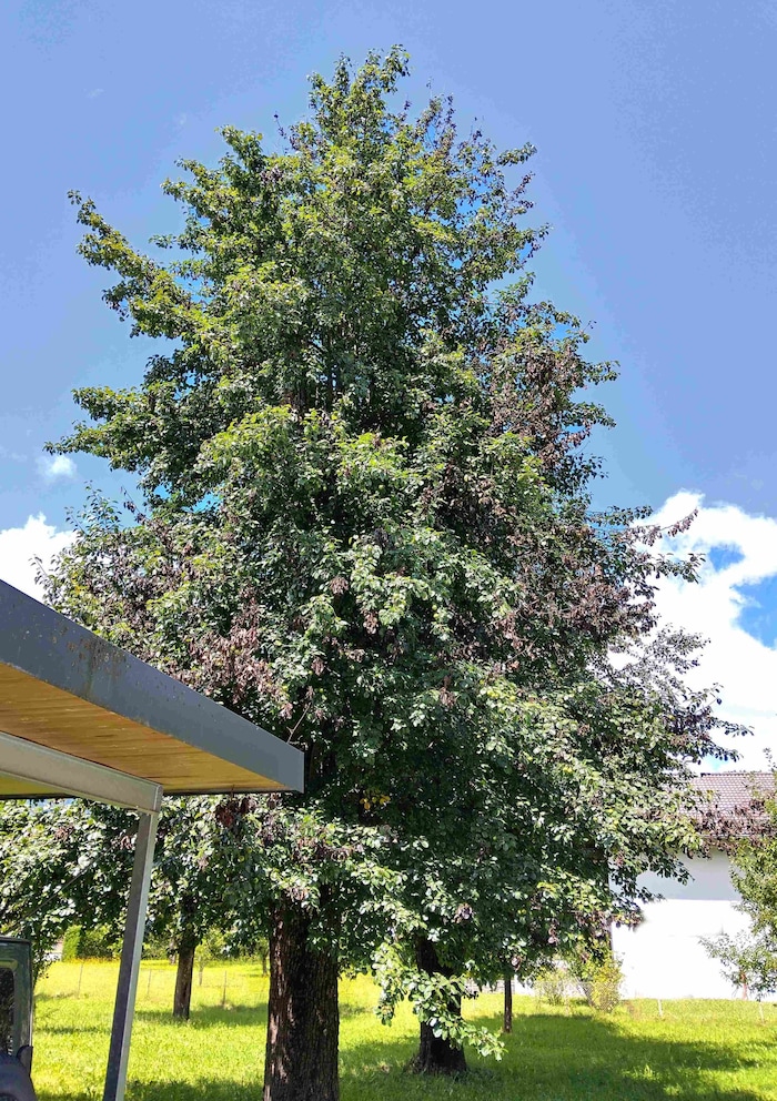 Ein von Feuerbrand befallener Birnenbaum