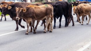 Die Tiere waren wohl über einen Kreisverkehr an der Auffahrt Adelzhausen in Bayern auf die viel ...