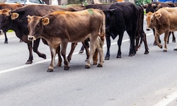 Die Tiere waren wohl über einen Kreisverkehr an der Auffahrt Adelzhausen in Bayern auf die viel ...