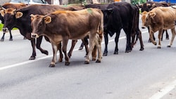Die Tiere waren wohl über einen Kreisverkehr an der Auffahrt Adelzhausen in Bayern auf die viel ...