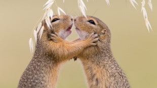 Mit feinem Gespür für Nähe und Moment fängt Leopold Kanzler die zarten Seiten der Stadtnatur ...