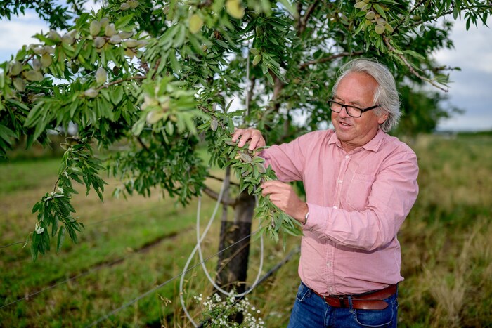 Bei der Ernte der wertvollen Früchte ... heuer werden 300 Kilogramm Mandeln erwartet.