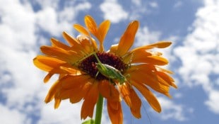 Viele unterschiedliche Heuschreckenarten gibt es in Österreich. Foto machen und zur ...