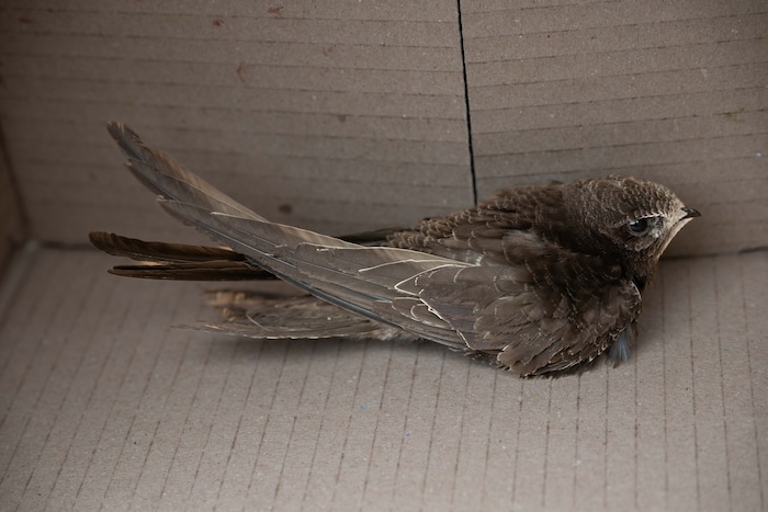 Durch einen Karton wurde der Vogel vor eventuellen Katzen-Attacken geschützt. Nach zwei Stunden ...