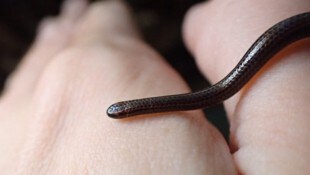 Die Barbados-Fadenschlange ist nur 8 bis 10 Zentimeter lang und kann leicht mit einem Regenwurm ...